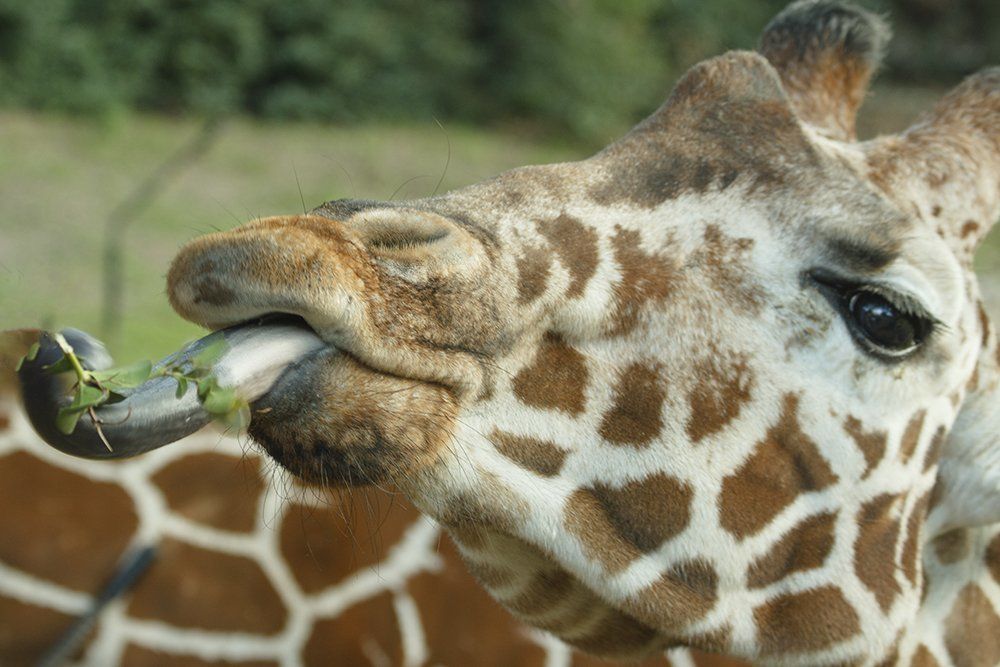 Вкуснотища