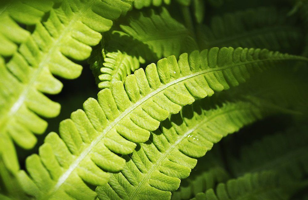 Папоротник