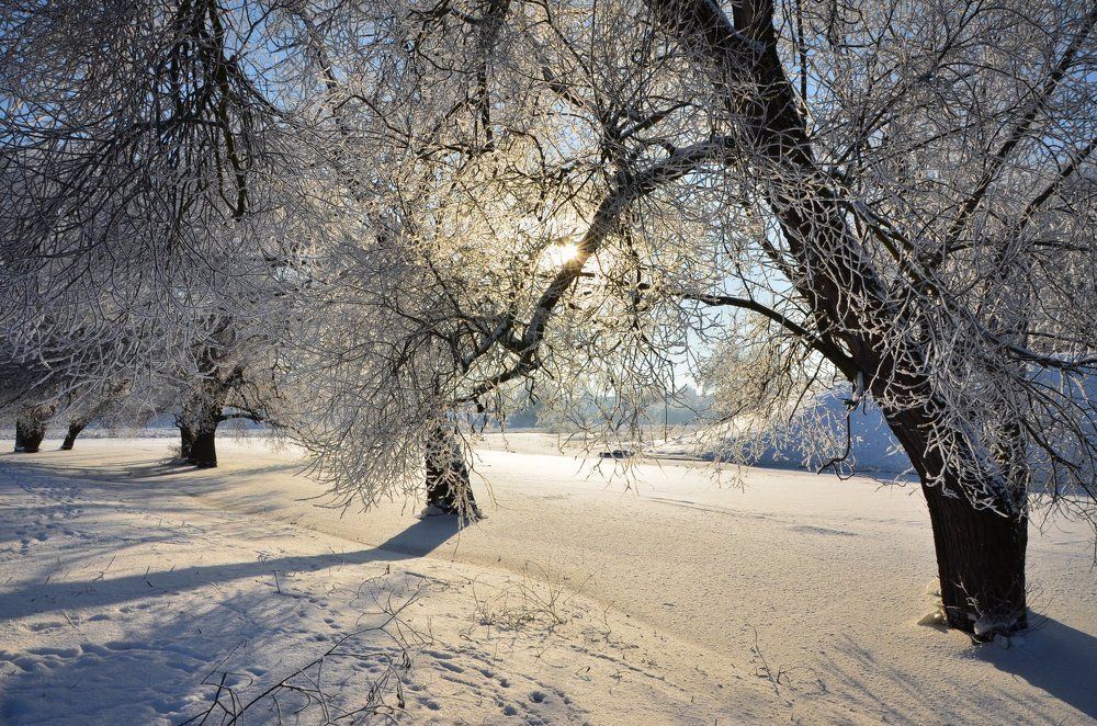 Паутинка января...