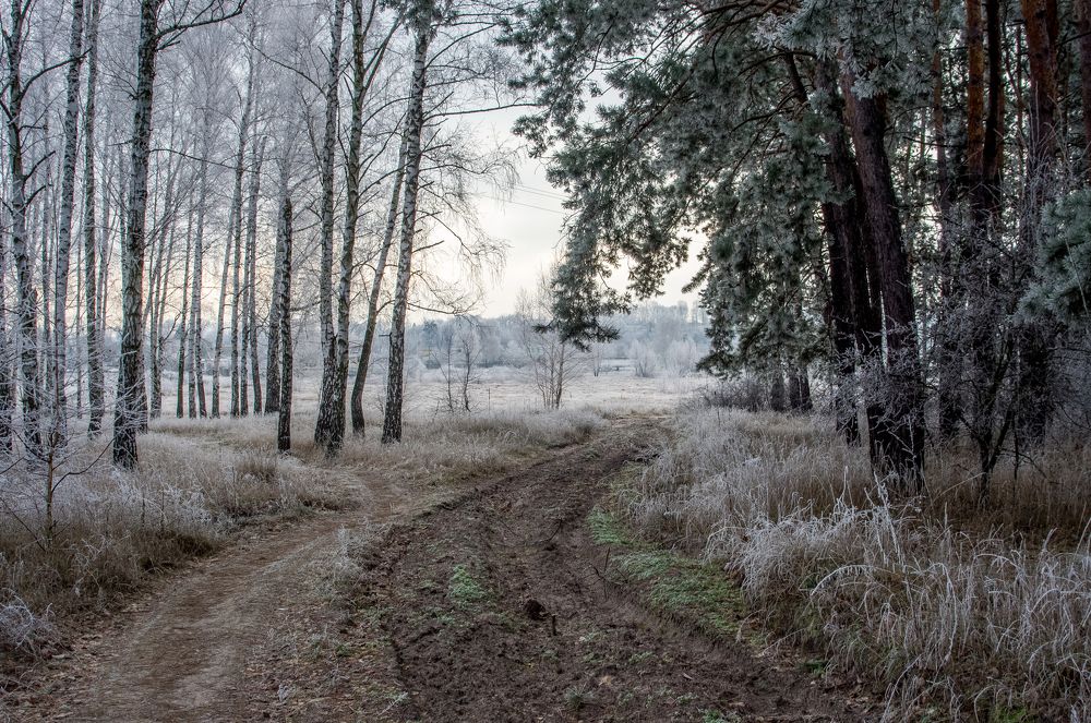 Морозный лес