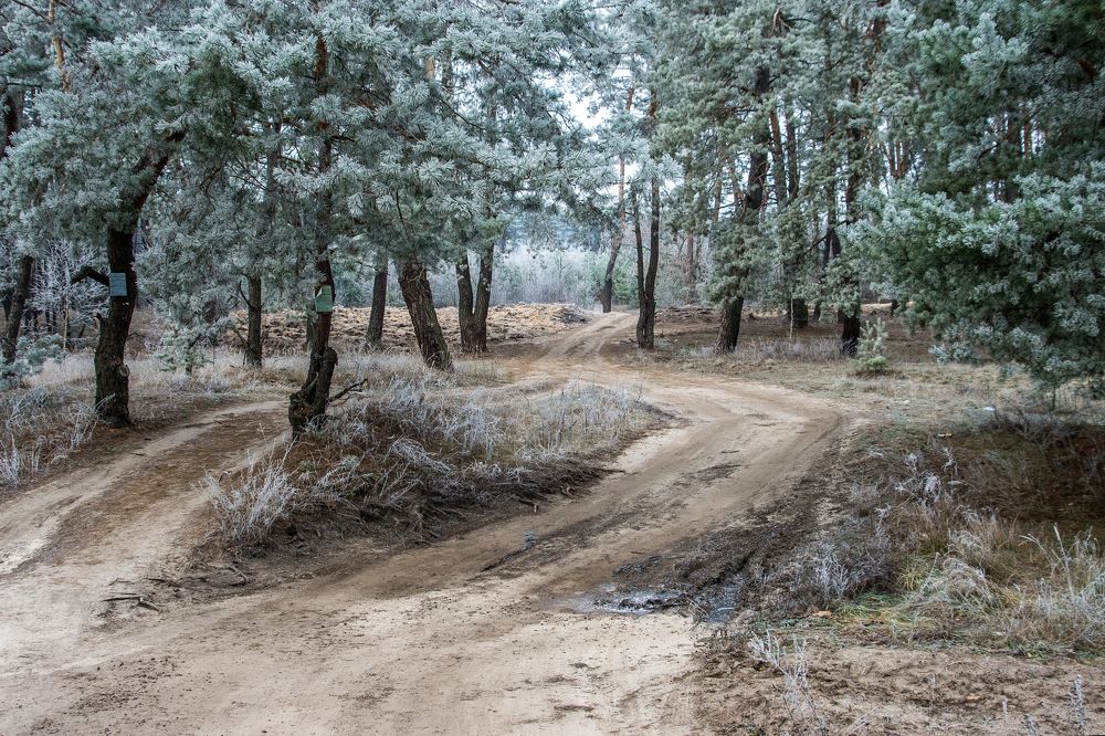 Лесная история