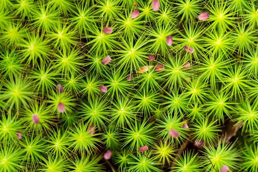 Лесной ковер