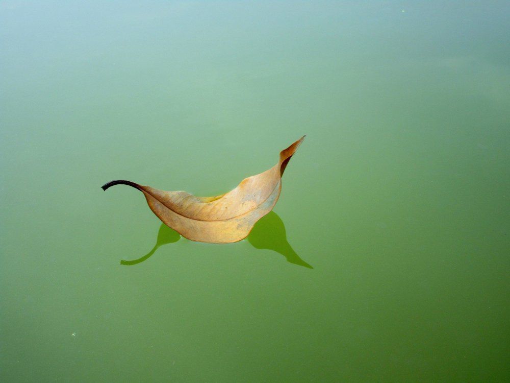 Boat of leaf