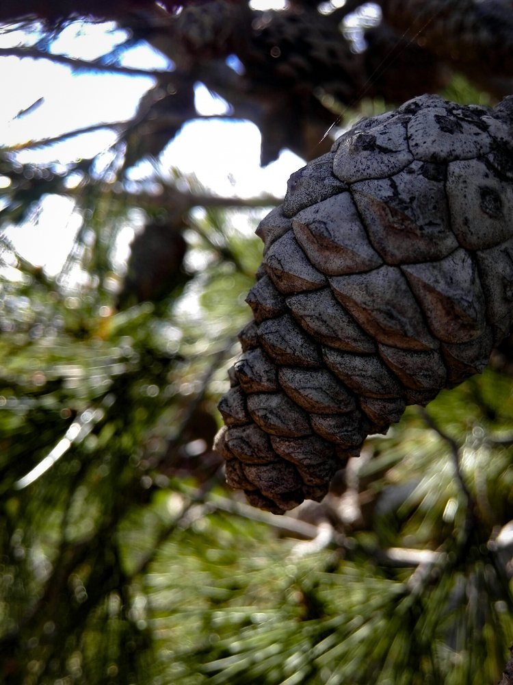Pine fruit