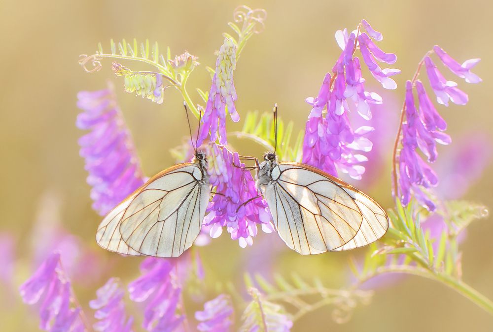 Утомлённые солнцем.