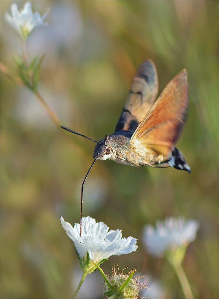 Дозаправка в воздухе.
