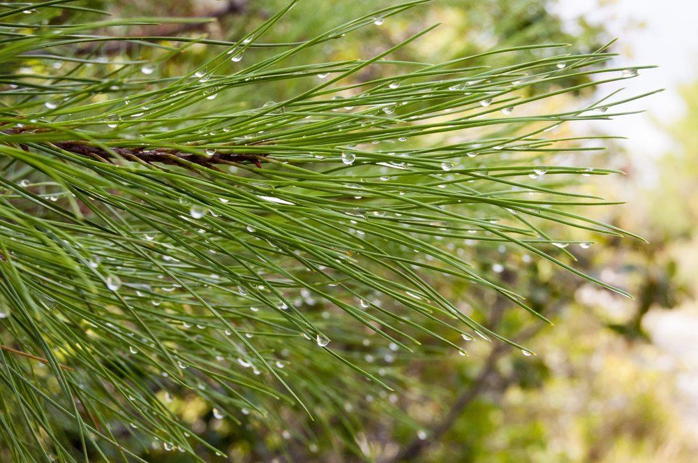 Сосновые ветви после дождя