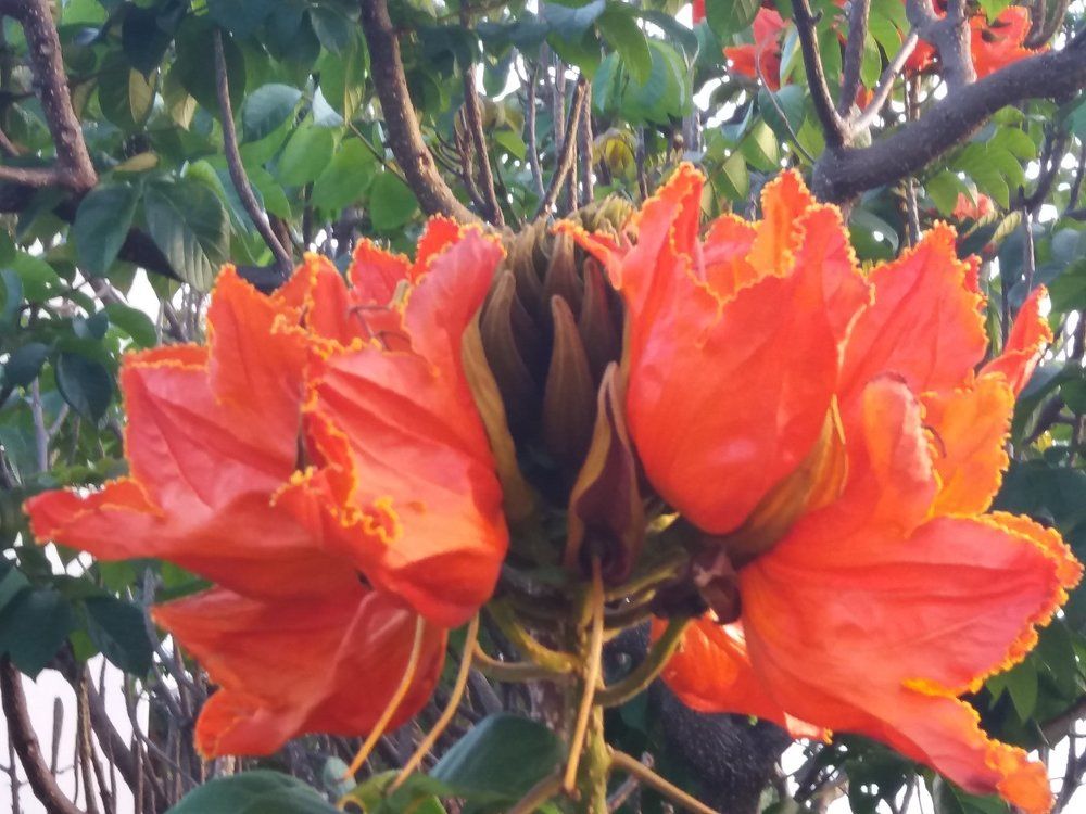 Цветок Мадейры