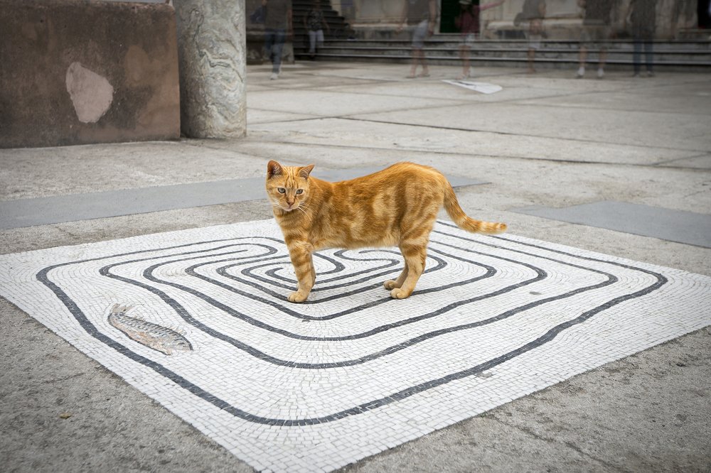 "Земную жизнь пройдя до половины, я... заблудился..."