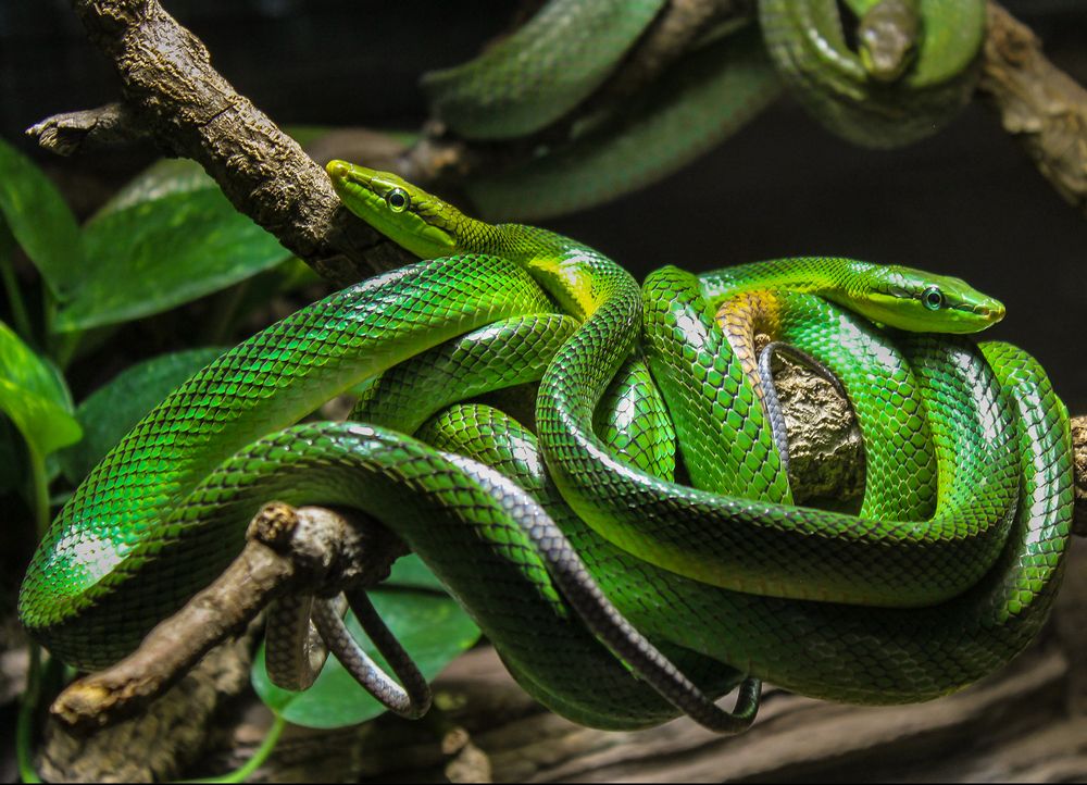 Зеленые змеи / Die grünen Schlangen