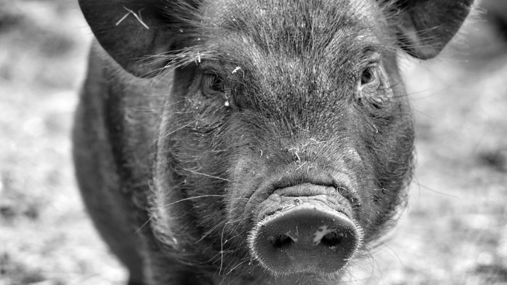 С глазу на глаз