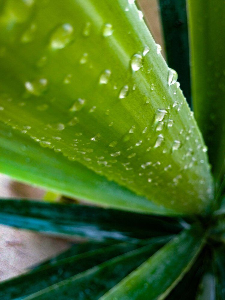 Dew drops on green paper