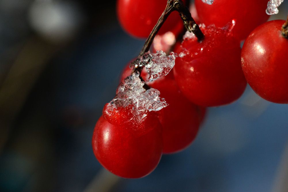 Чудо морозное