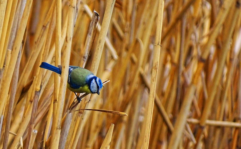 Что-то синее