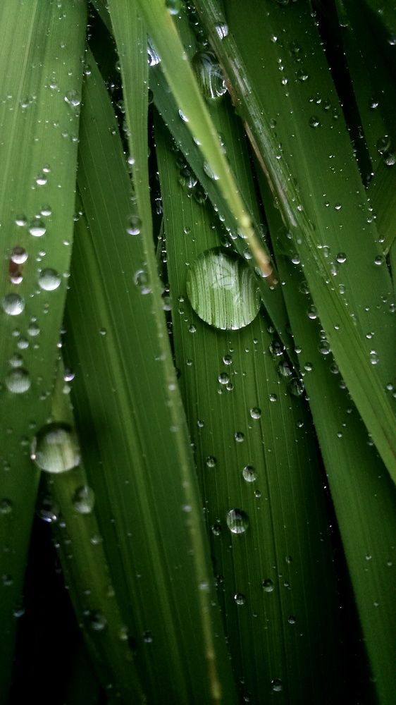 full length green leaves