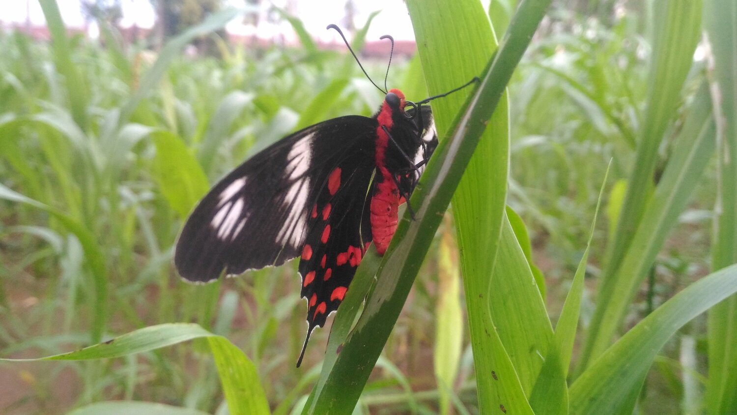 Beautiful butterfly