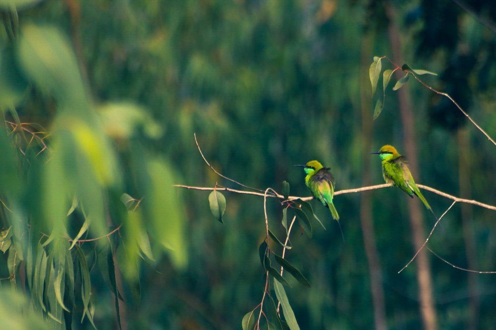 Green bee eater @1