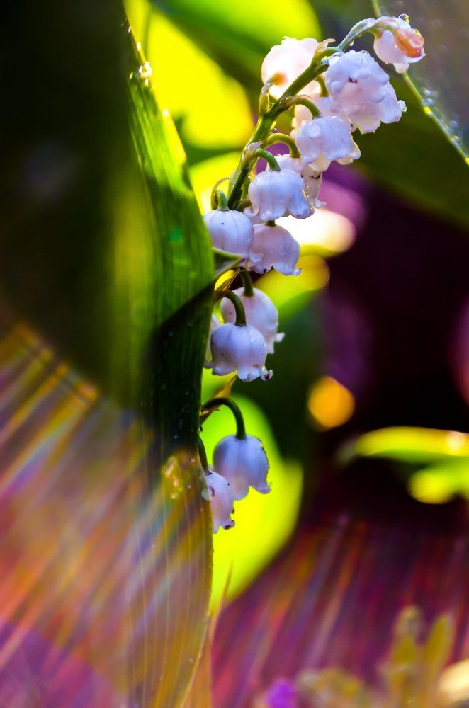 Ландыш в лучах