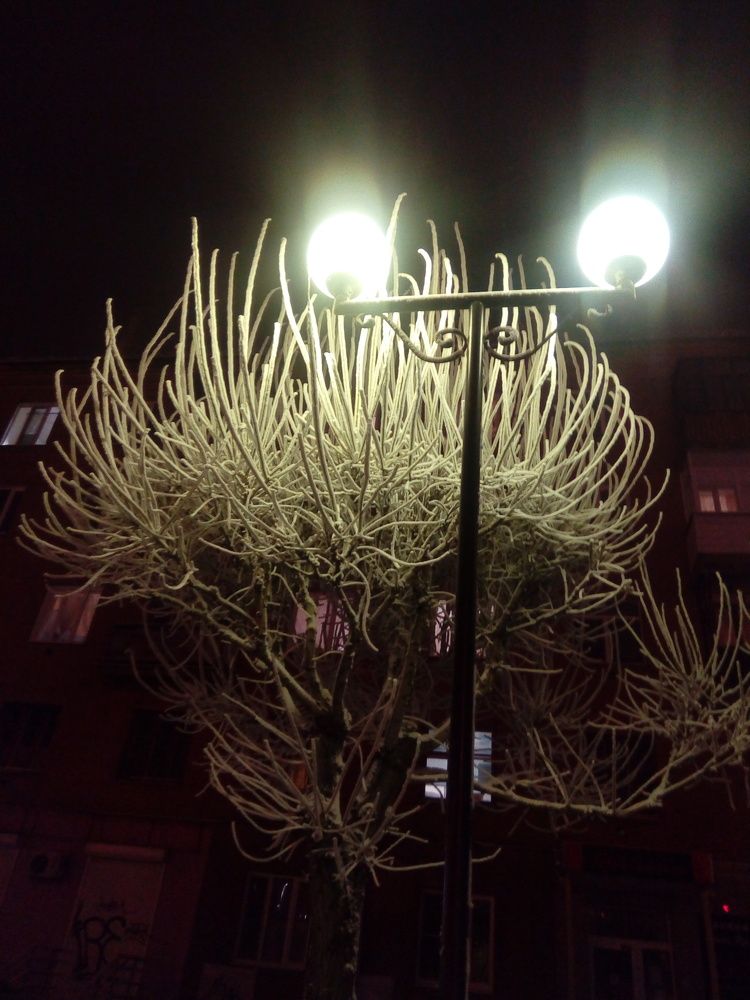 Зимние пальмы в Красноярске