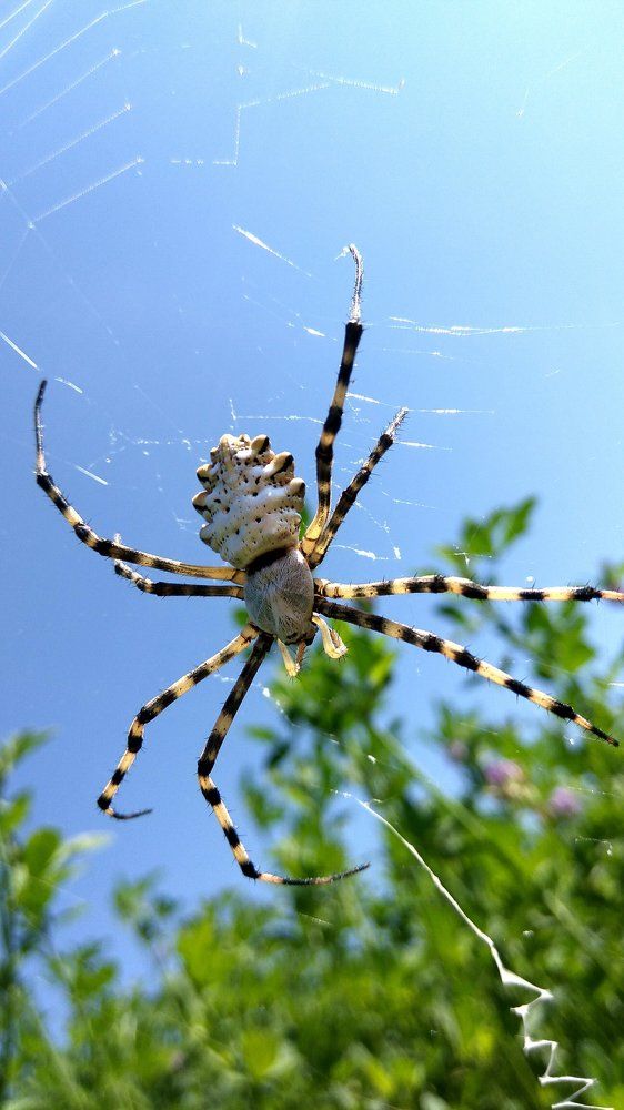 паук(Spider)