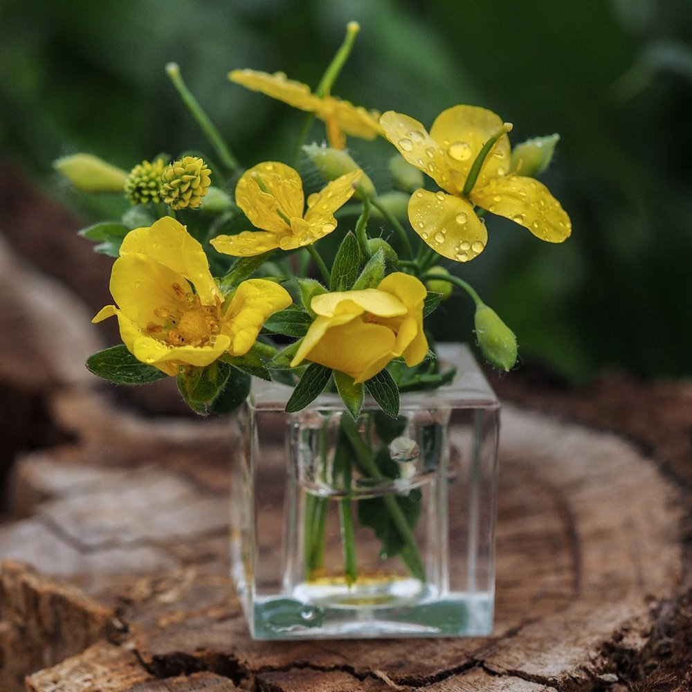 Миниатюра с цветочками чистотела.