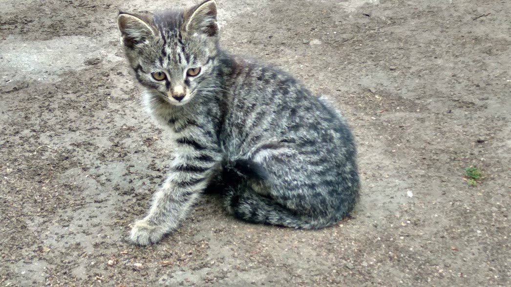 this is my cat