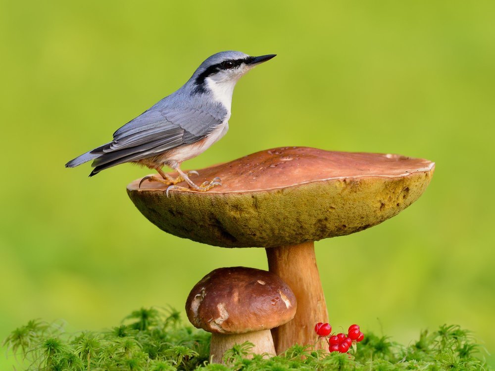 Грибная пора