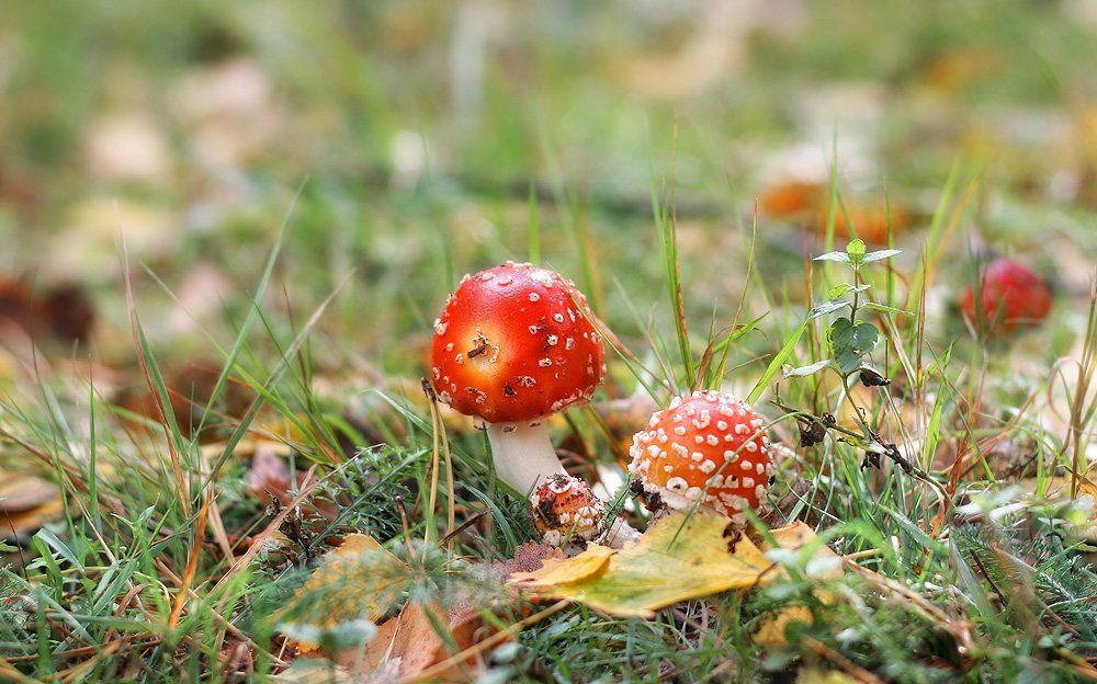 Photograph by Голтвянская Анна