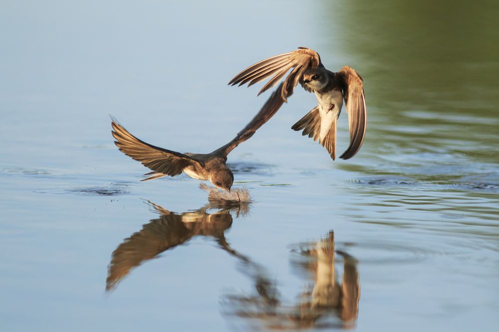 Игры ласточек