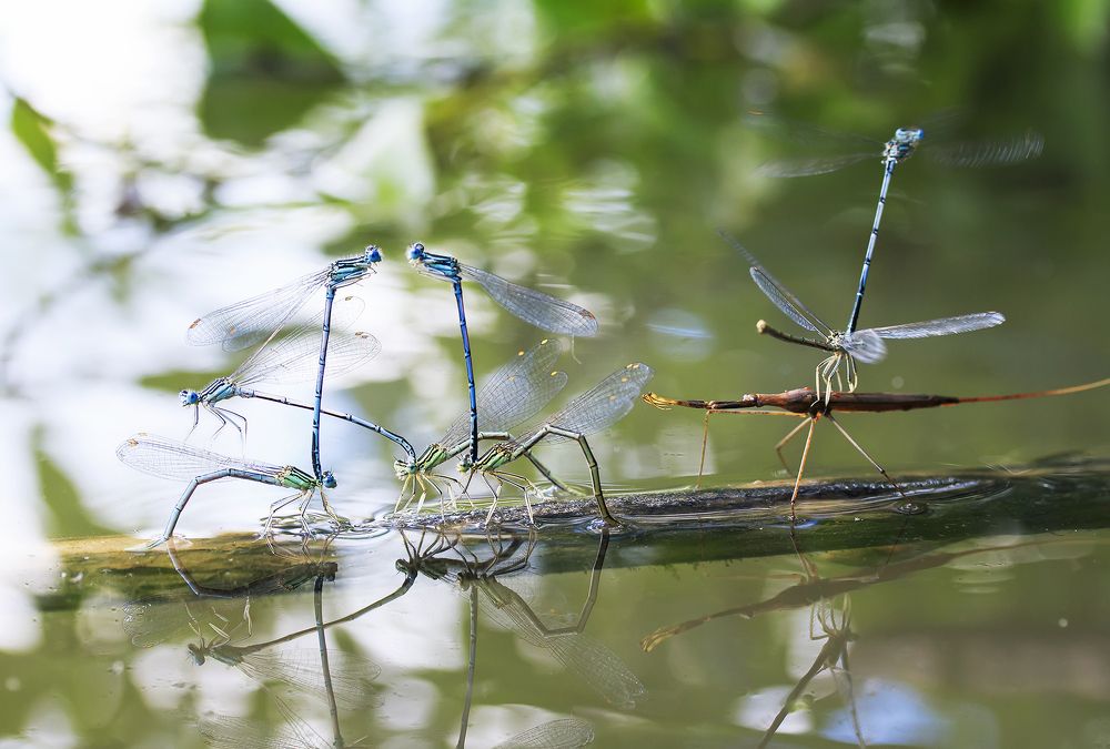 Прискакали