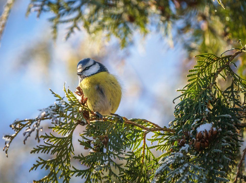 Лесная красотка