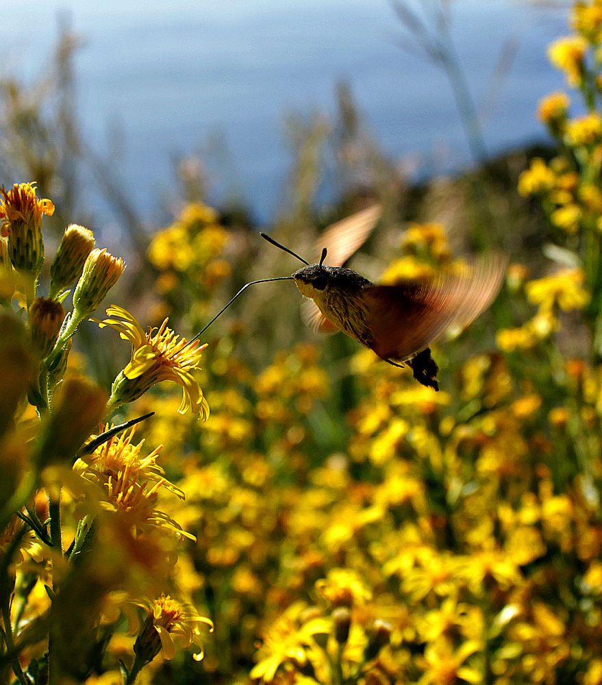 мах крыльев