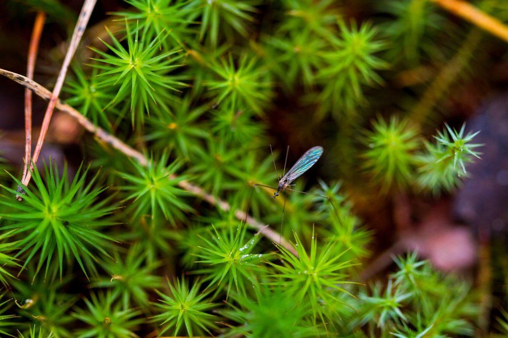 Комар на зеленом мхе