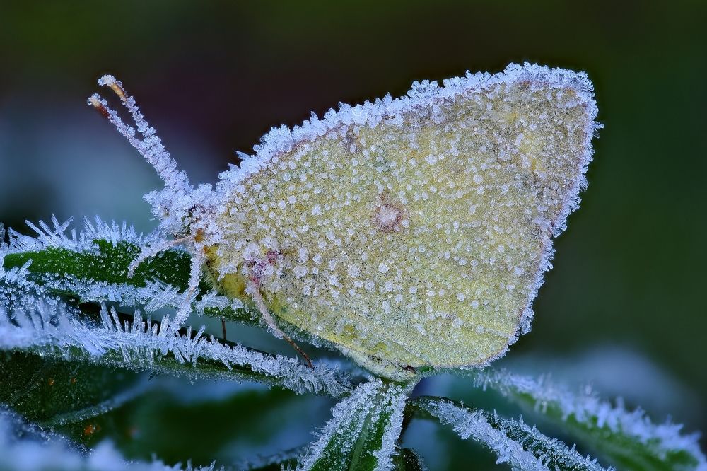 Снежная королева