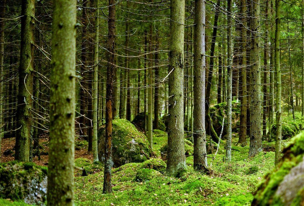 Парк Монрепо.