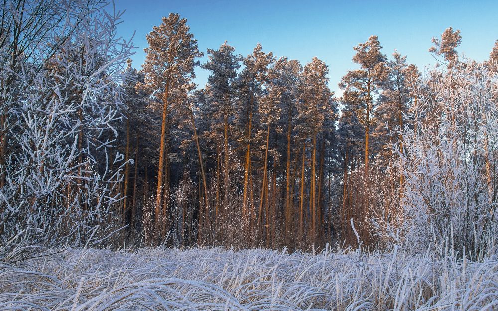 Сказка зимнего леса