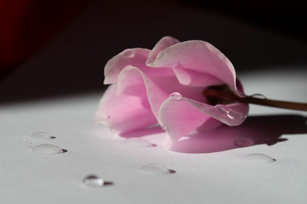 Photograph by Євгенія Цуркан