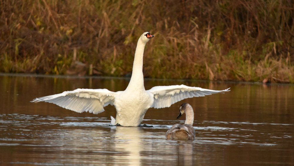 Лебедь - шипун.