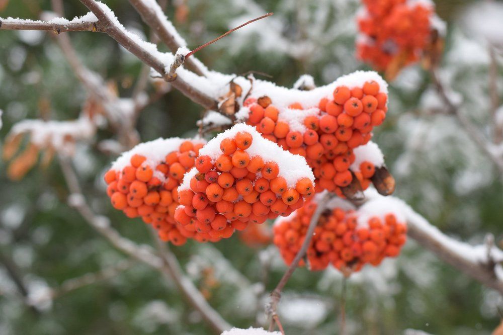 Рябина в снегу