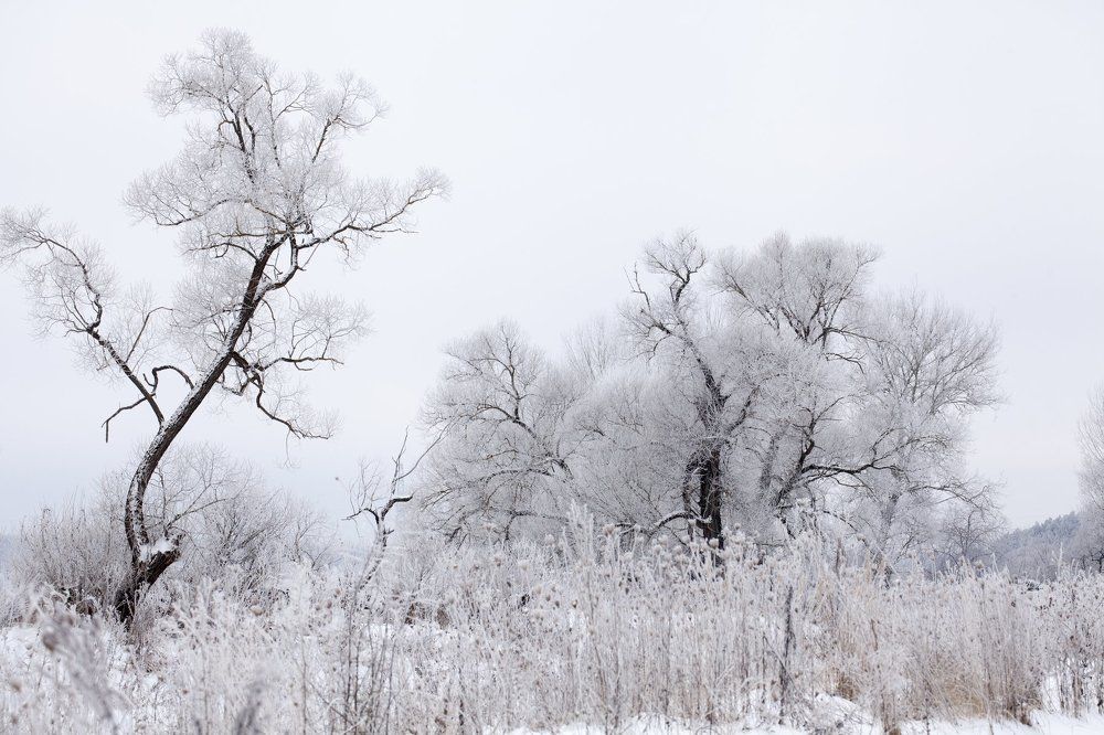 Январская соната