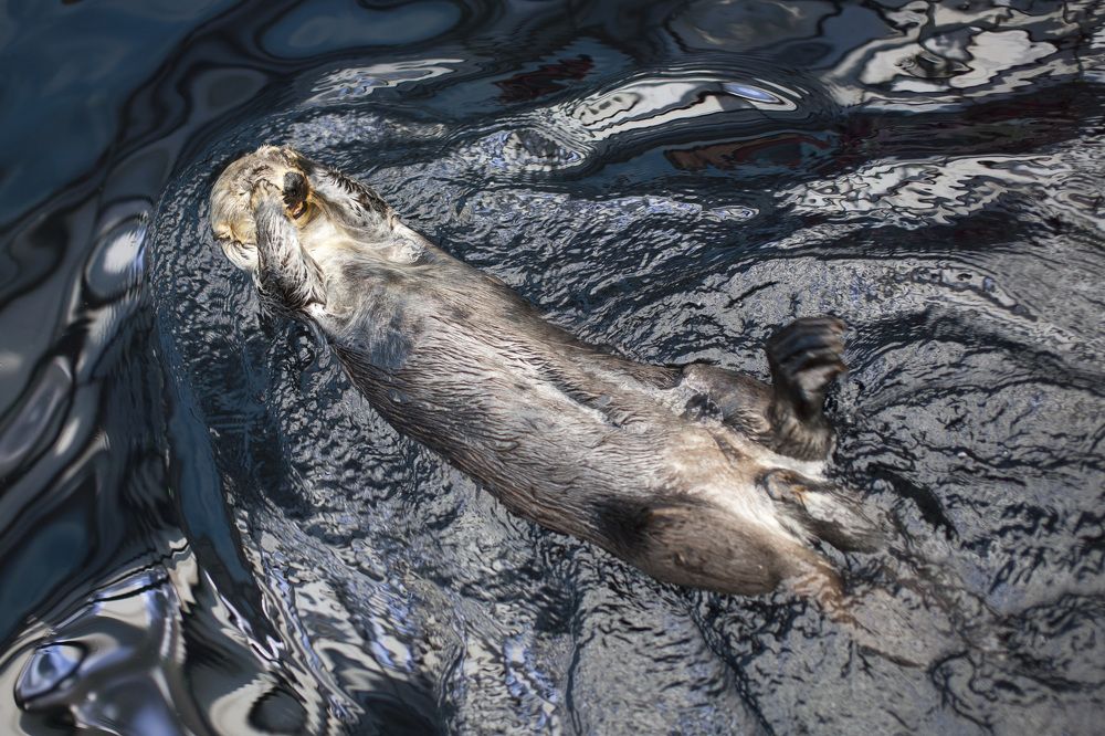 Нырнул - протёр - повторил