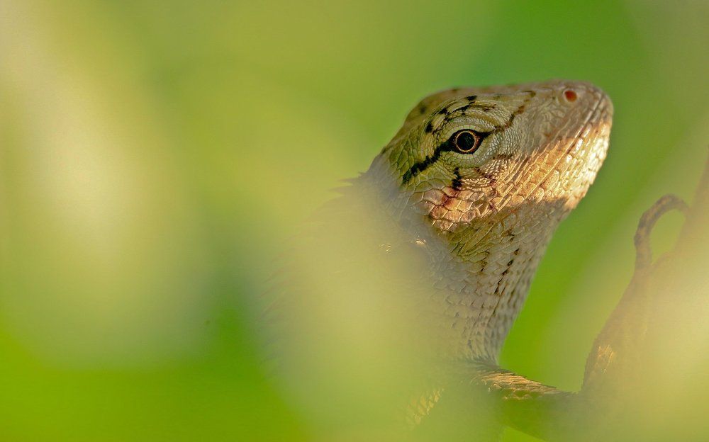 Garden Lizard
