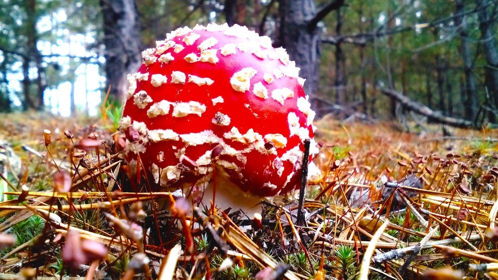 Мухомор