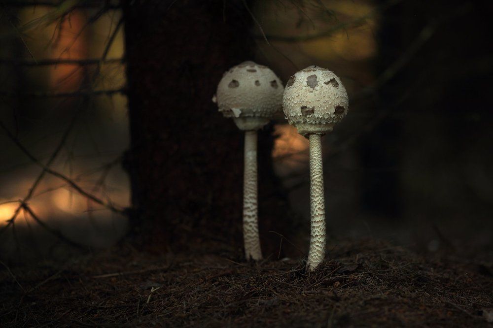 Лесные жители