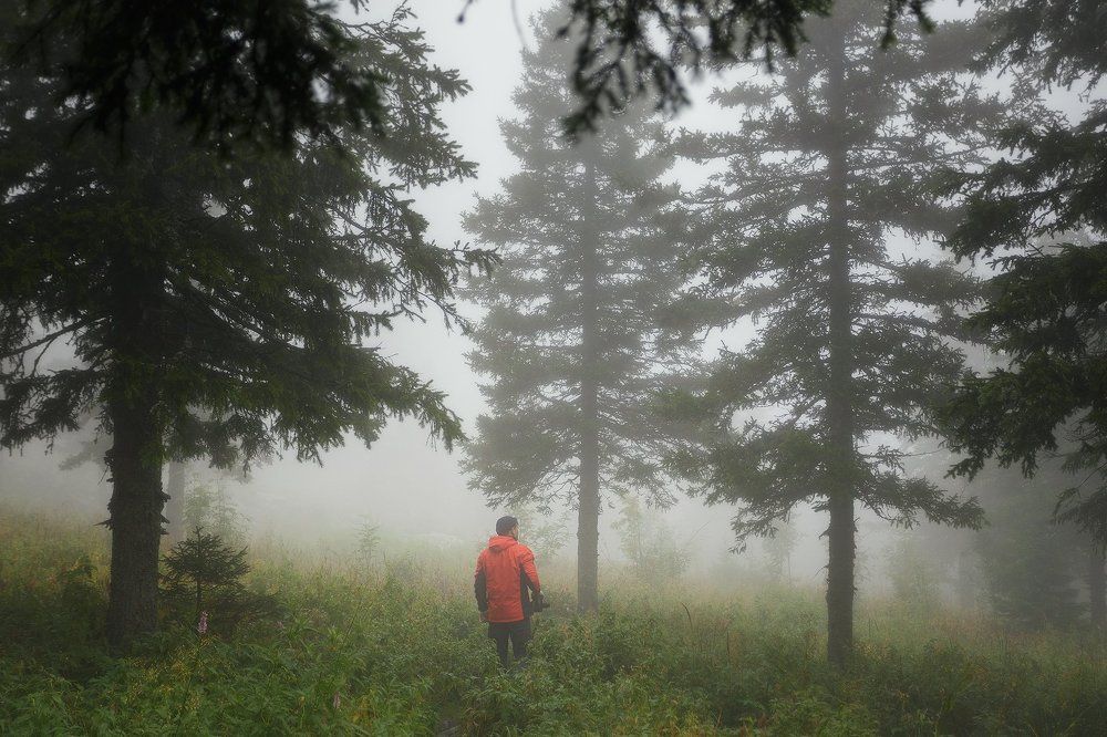 В облачном лесу