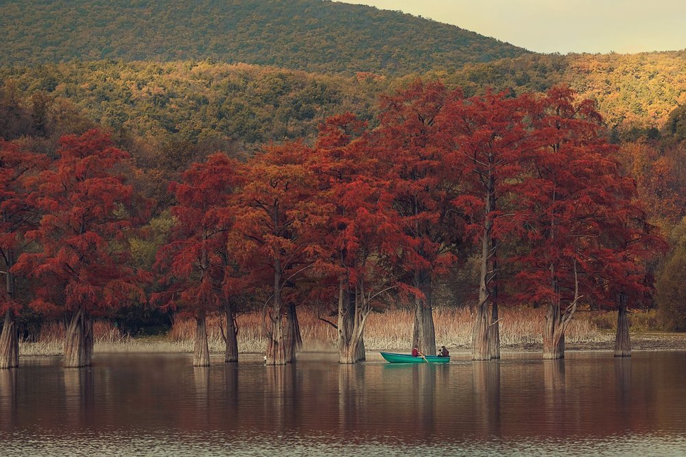 Болотные кипарисы в Сукко