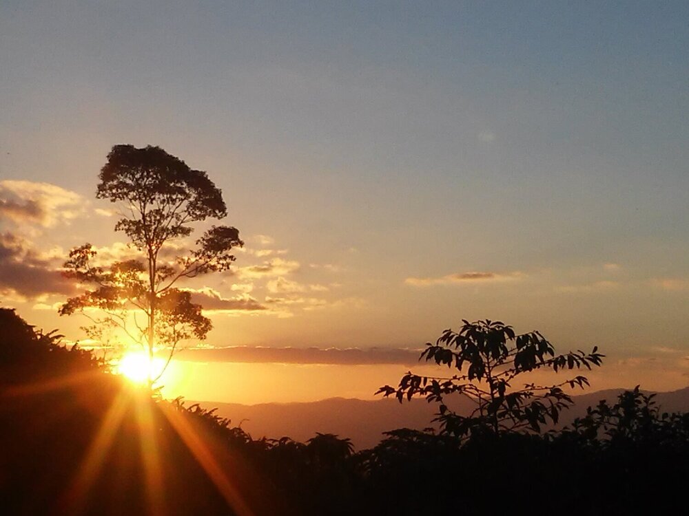 Treesun