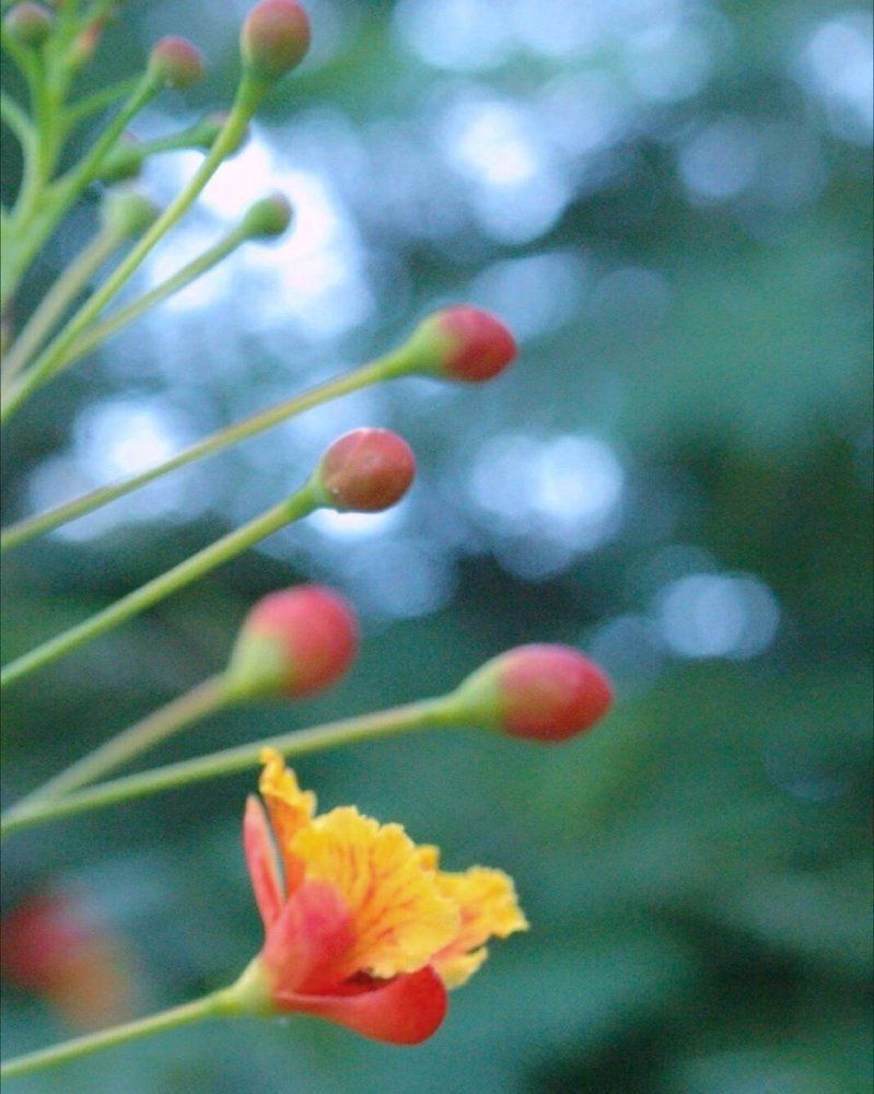 Red and Blue and Green