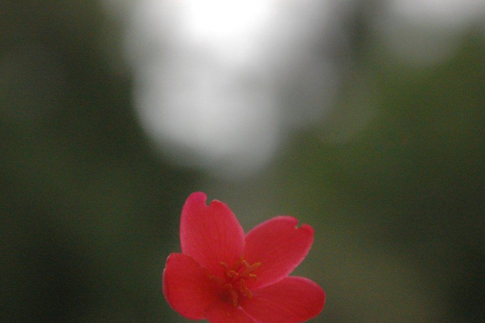 Into the depth of petal