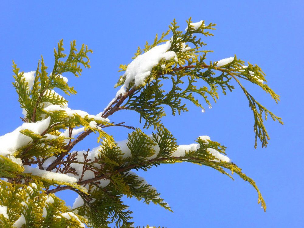 Солнечный день января.